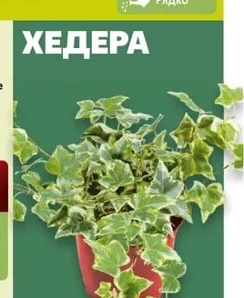 Хедера