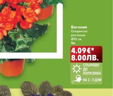 Бегония