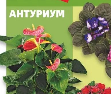 Антуриум
