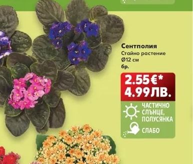 Сентполия