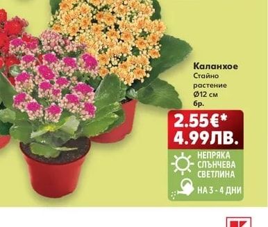 Каланхое