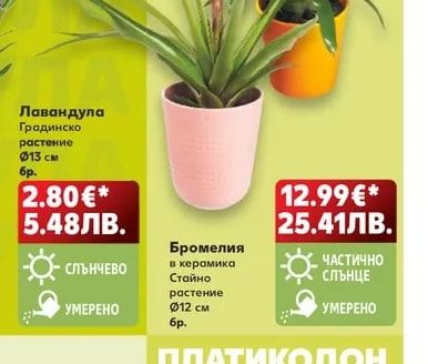 Бромелия