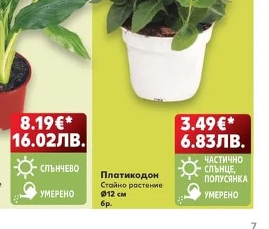 Платикодон