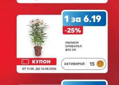 Лилиум ОРИЕНТАЛ