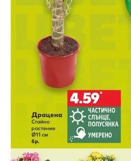 Драцена