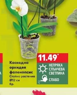 Каскадна орхидея фаленопсис