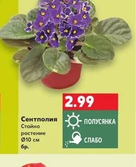 Сентполия