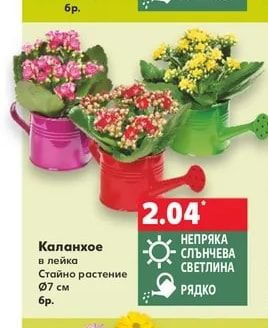 Каланхое в лейка