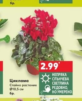 Циклама