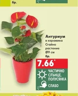 Антуриум в керамика