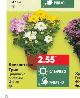 Хризантема Трио