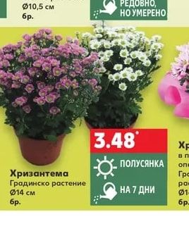 Хризантема