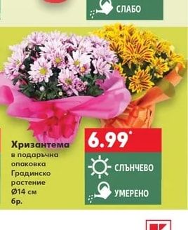 Хризантема в подаръчна опаковка