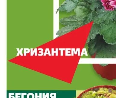 Хризантема