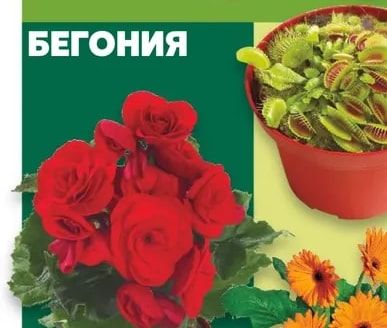 Бегония