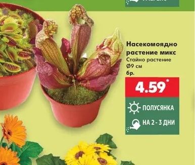 Насекомоядно растение микс