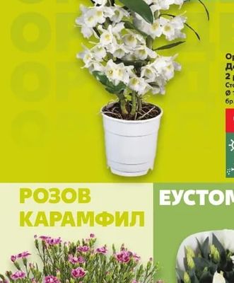 Орхидея Дендробиум