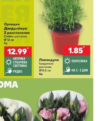 Лавандула