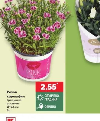 Pink Kisses Розов карамфил