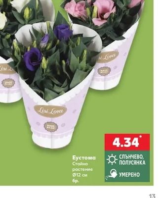 Lisi Lova Еустома