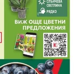 Орхидея Фаленопсис