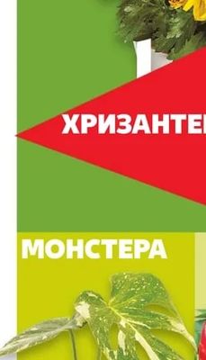 Хризантема Трио