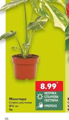 Монстера