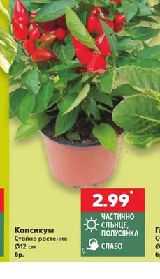 Капсикум
