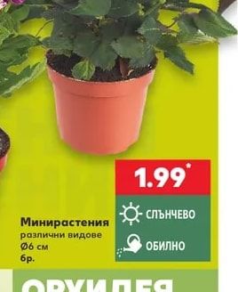 Минирастения