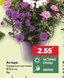 Астера