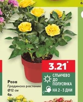 Роза