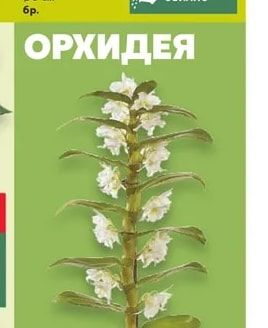 Орхидея Дендробиум