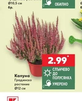 Калуна