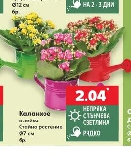 Каланхое