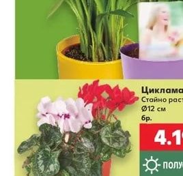 Кала