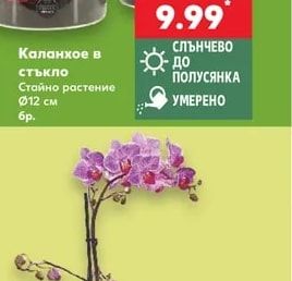 Каланхое в стъкло