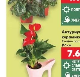 Циклама