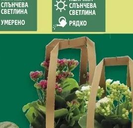 Миниорхидея в керамика