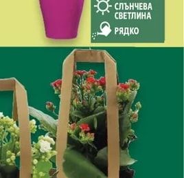 Орхидея Фаленопсис в керамика