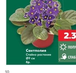 Сентполия