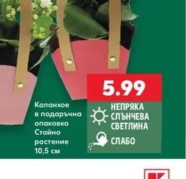 Каланхое в подаръчна опаковка