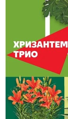 Хризантема Трио