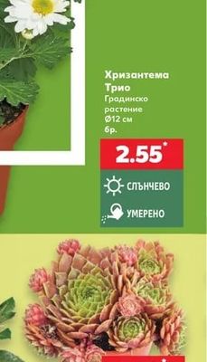 Семпервивум
