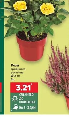 Роза