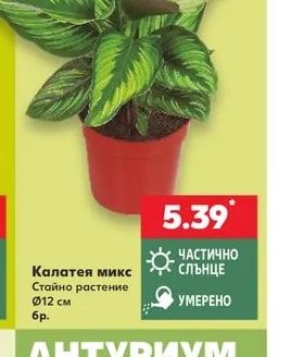 Калатея микс