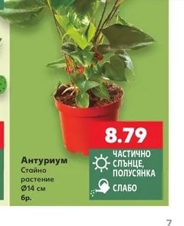 Антуриум