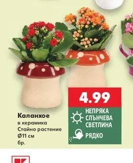 Каланхое