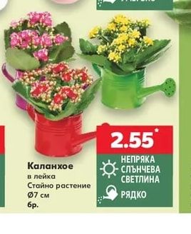 Каланхое