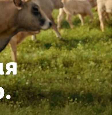 Old Spice Душ гел