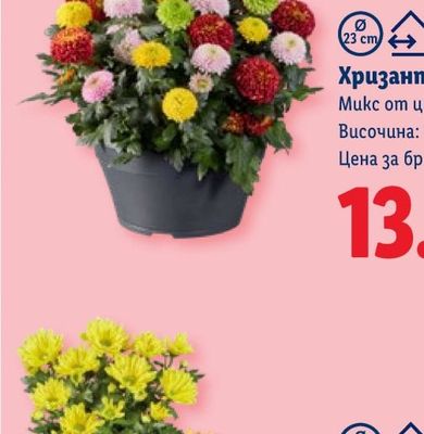 SEMANA Омекотител